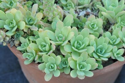 Mongolkövirózsa 'Peach Perfect'