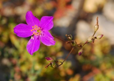 Nagyvirágú hírvirág