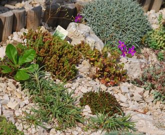 Nagyvirágú hírvirág