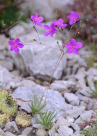 Nagyvirágú hírvirág