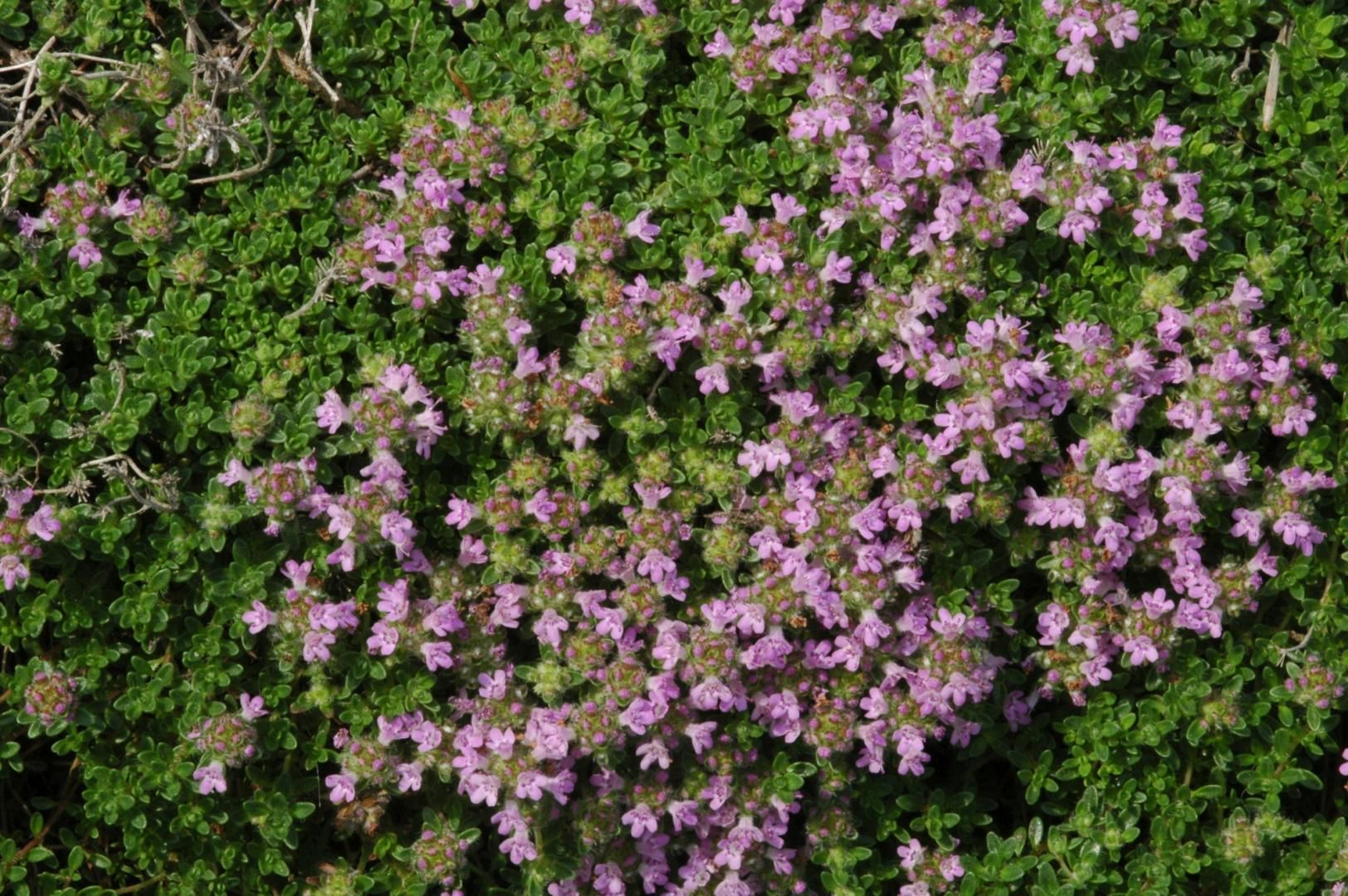 Korai Kakukkfű
