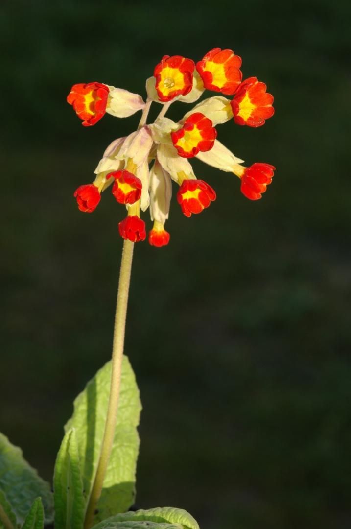 Tavaszi kankalin