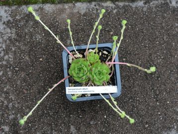 Kövirózsa (S. altum)