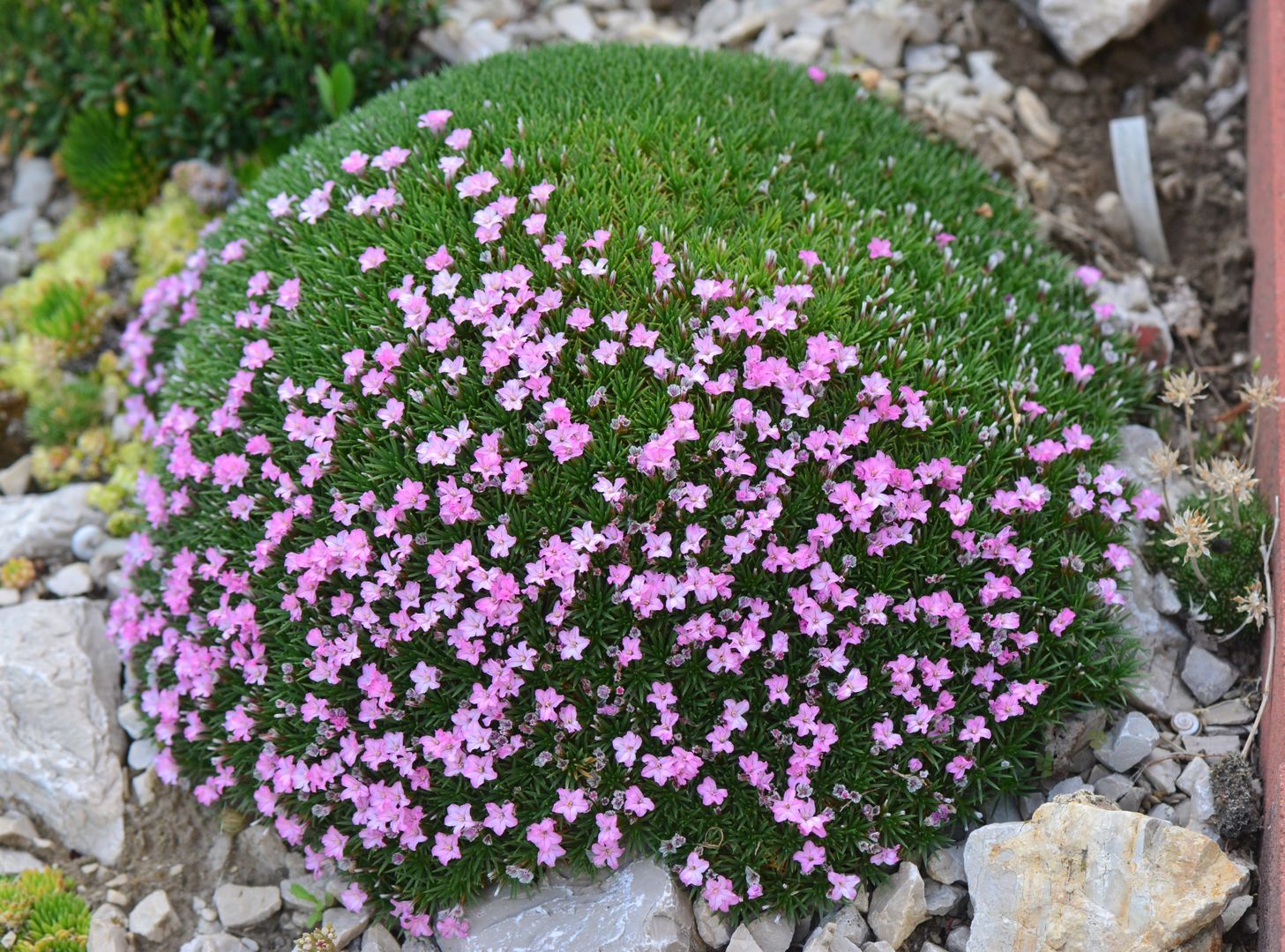 Sünpárna (7x7 cm)