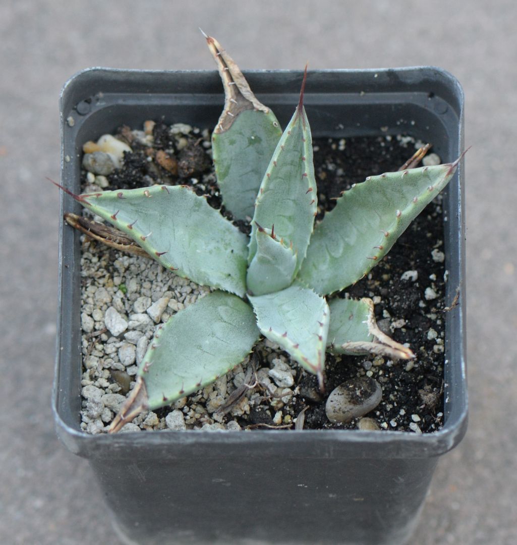 Agave parryi (?), télálló