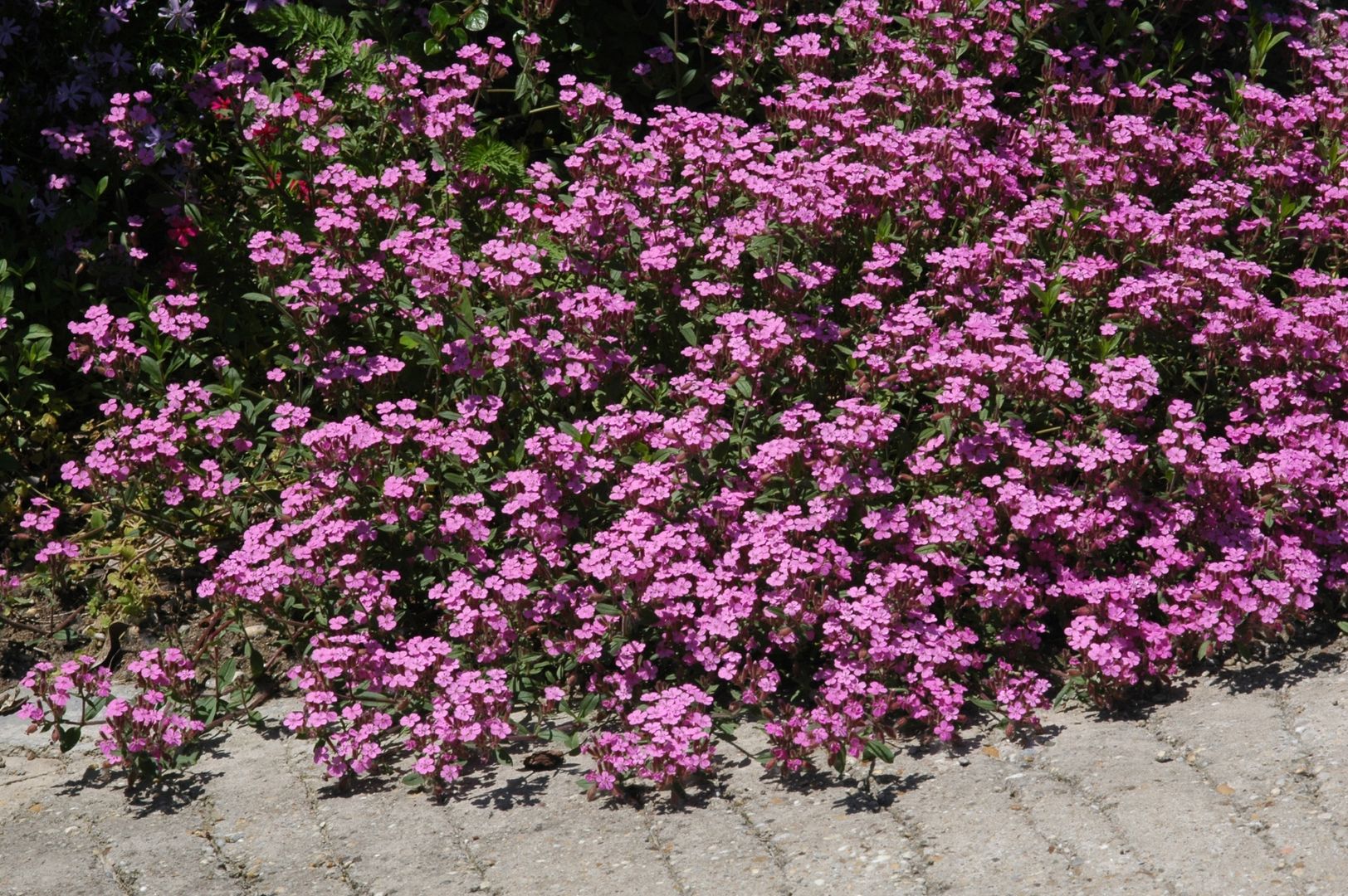 Gyepes szappanfű