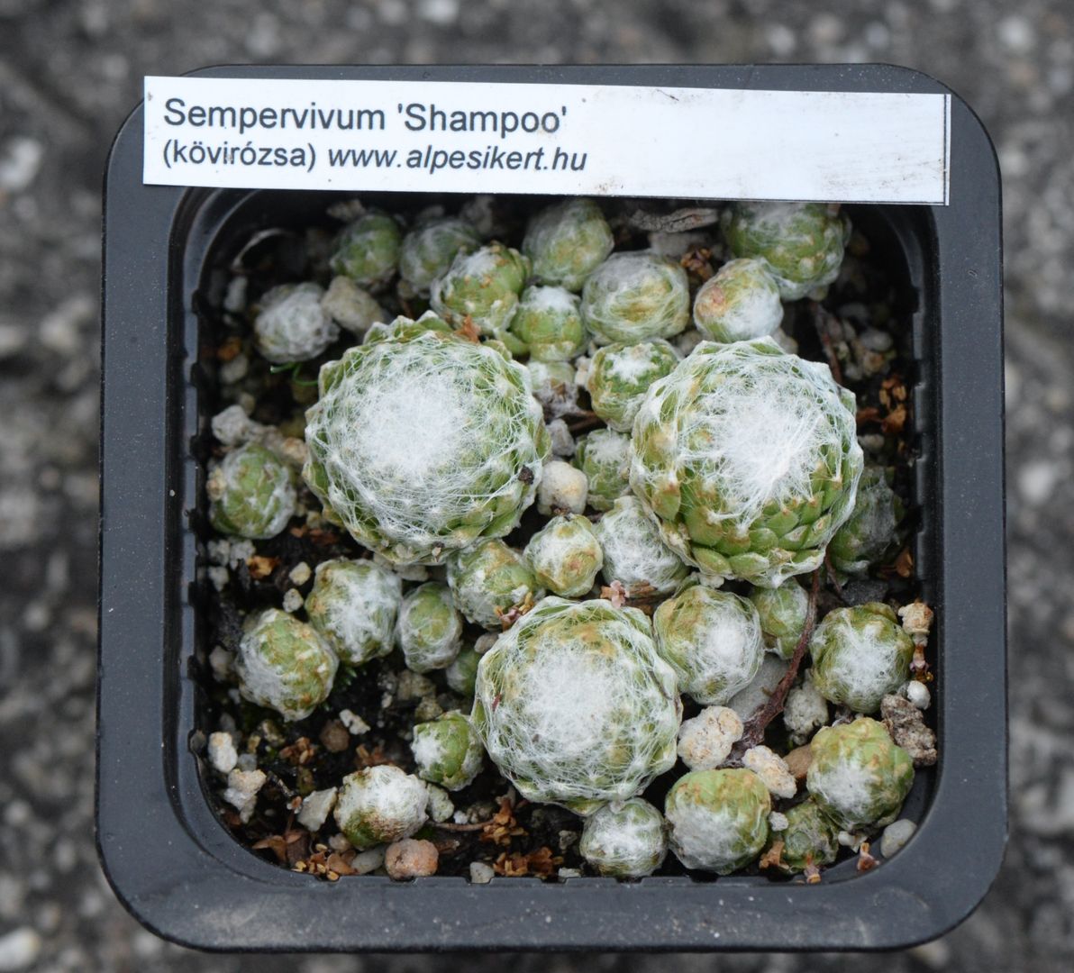 Kövirózsa 'Shampoo'