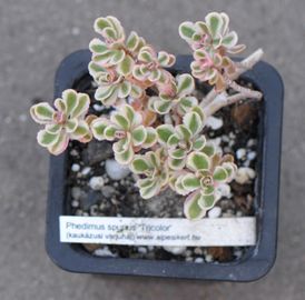 Kaukázusi varjúháj