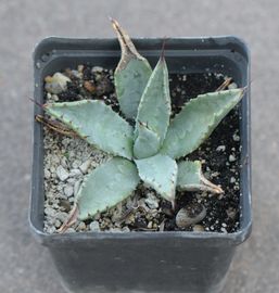 Agave, télálló