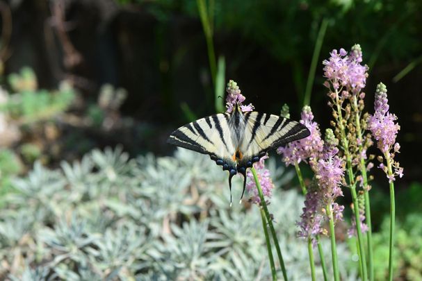 Kardoslepke (Iphiclides podalirius)