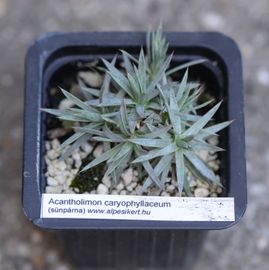 Örmény sünpárna (7x7 cm)