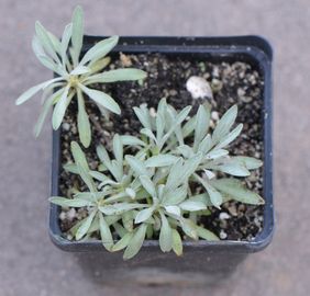 Ezüstlevelű cickafark (9x9 cm)