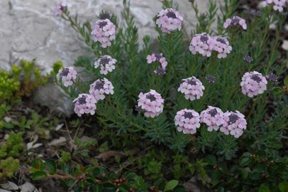 Nagyvirágú sulyoktáska