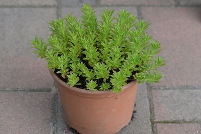 Keskenylevelű varjúháj (világosabb levelű)