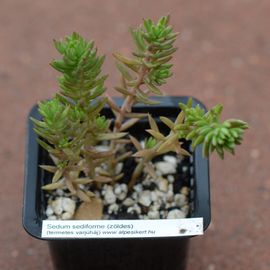 Termetes varjúháj (zöld)