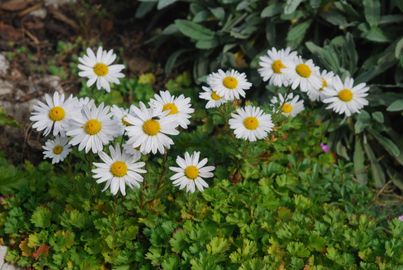 Sarkvidéki krizantém