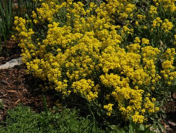 Szirti sziklaiternye