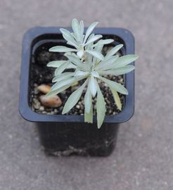 Ezüstlevelű cickafark (7x7 cm)