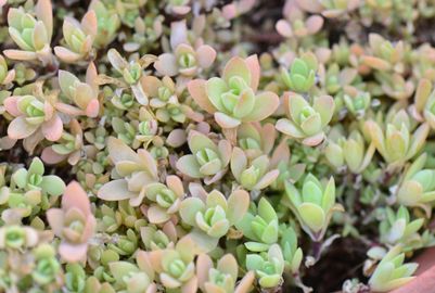 Mongolkövirózsa 'Peach Perfect'