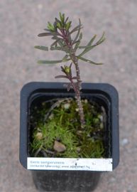 Örökzöld tatárvirág