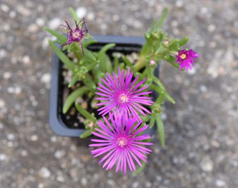 Bíborvörös délvirág