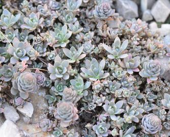 Deres mongolkövirózsa