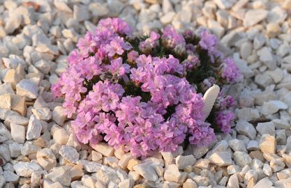 Borókalevelű pázsitszegfű