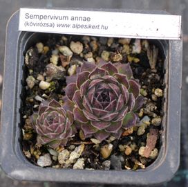 Kövirózsa (S. annae)