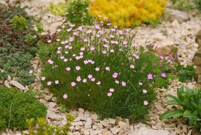 Rövidszárú szegfű