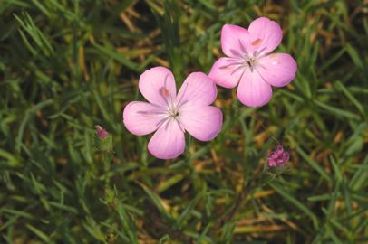 Rövidszárú szegfű