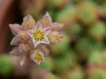 Szőrös ázsiai-kőrózsa