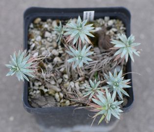 Örmény sünpárna (9x9 cm)