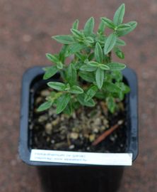 Napvirág hybrid (piros)