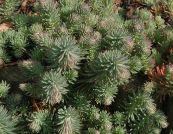 Csomóslevelű varjúháj